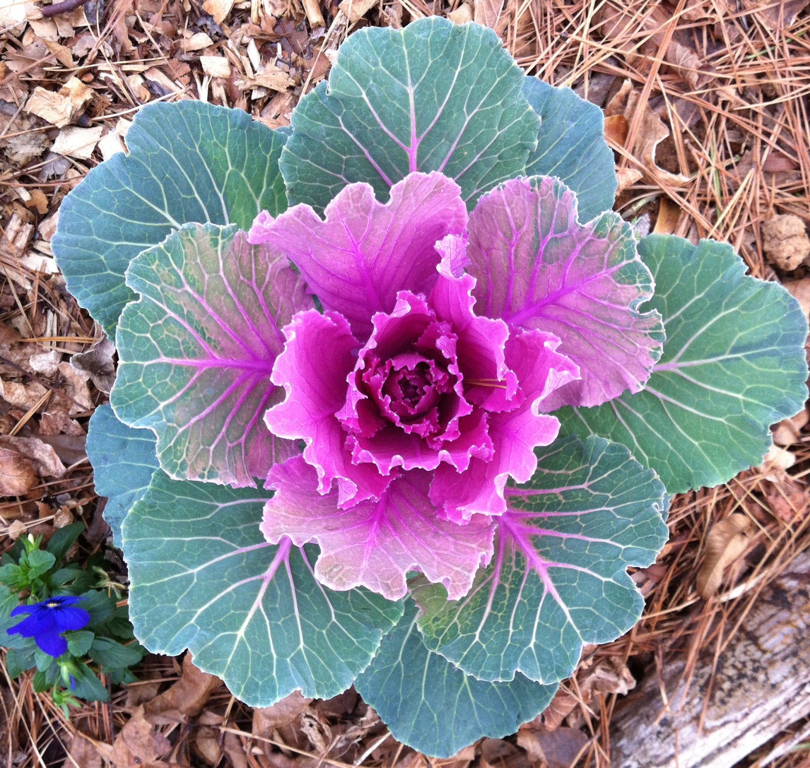 Crabapple LandscapExperts Cool Season Winter Color